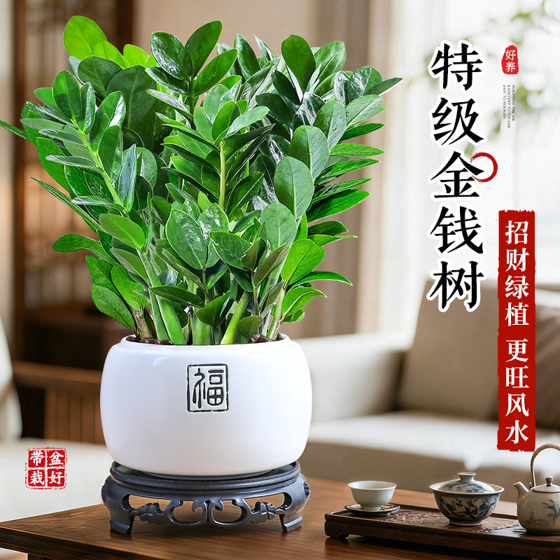 特级金钱树盆栽植物室内客厅钱串子招财摇钱树绿植花卉好养活旺宅,鲜花速递/花卉仿真/绿植园艺,绿植,淘宝优惠券,粉丝福利购,淘宝优惠卷