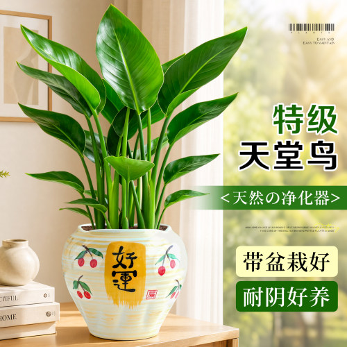 【耐阴好养】天堂鸟鹤望兰绿植物