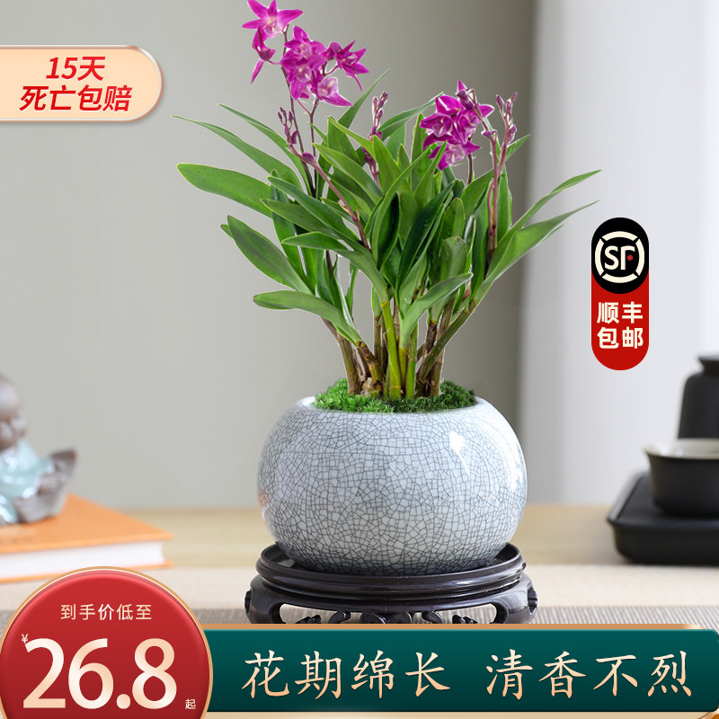 石斛兰盆栽植物室内桌面花好养活四季开花香水石斛兰可水培绿植