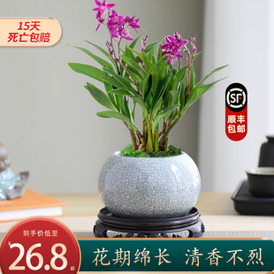 石斛兰盆栽植物室内桌面花好养活四季开花香水石斛兰可水培绿植