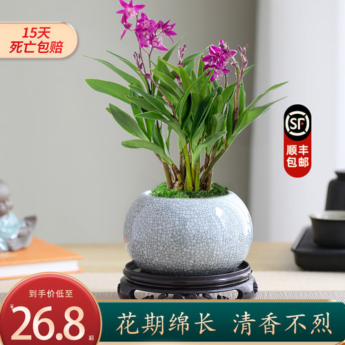 石斛兰盆栽植物室内桌面花好养活四季开花香水石斛兰可水培绿植