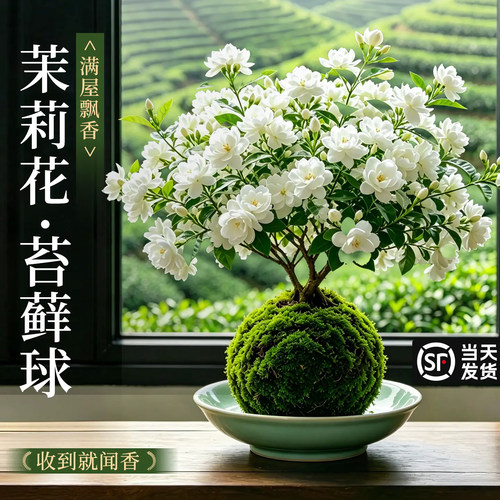 【天然香薰】茉莉花苔藓球好养活