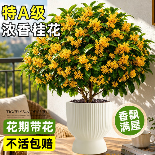 【浓香桂花盆栽】阳台老桩花卉