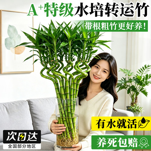 【带根水培】转运竹粗枝更好养活