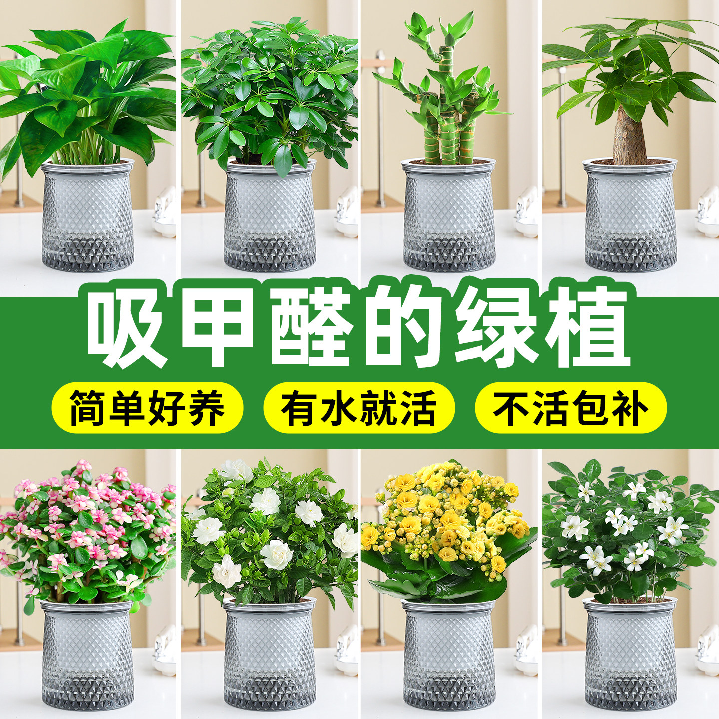 吸甲醛的绿植办公室内植物桌面上水培旺运发财树净化空气好养盆栽
