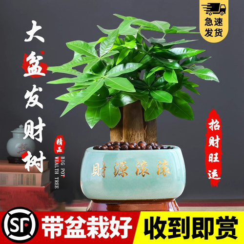 大盆三杆发财树绿植盆栽室内旺财