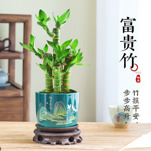 富贵竹盆栽室内客厅桌面招财绿植花卉植物中式禅意四季常青好养活