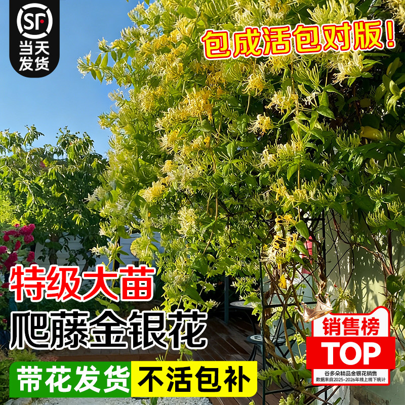 金银花树苗可食用浓香多季开花卉植物老桩盆栽阳台庭院爬藤带花苞