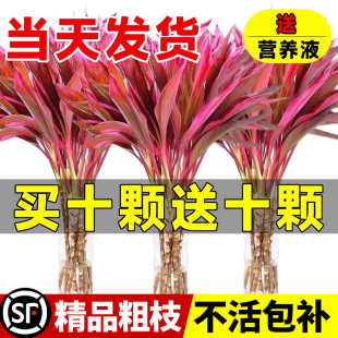 水培植物紫竹鸿运竹带根富贵竹粗杆客厅招财竹子室内好养活花卉