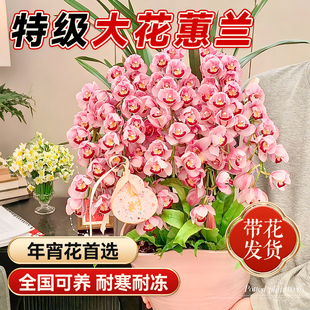 带花大花蕙兰盆栽年宵花兰花植物室内鲜花花卉客厅绿植耐寒惠兰花