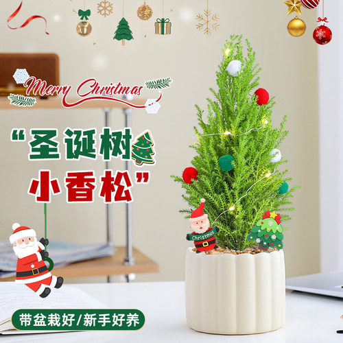 【圣诞树绿植物】小香松盆栽花卉