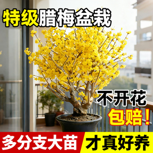 老桩腊梅花盆栽矮化老桩盆景梅花耐寒花苗室外阳台庭院花卉浓香
