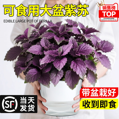 大盆紫苏苗盆栽可食用紫苏叶绿植