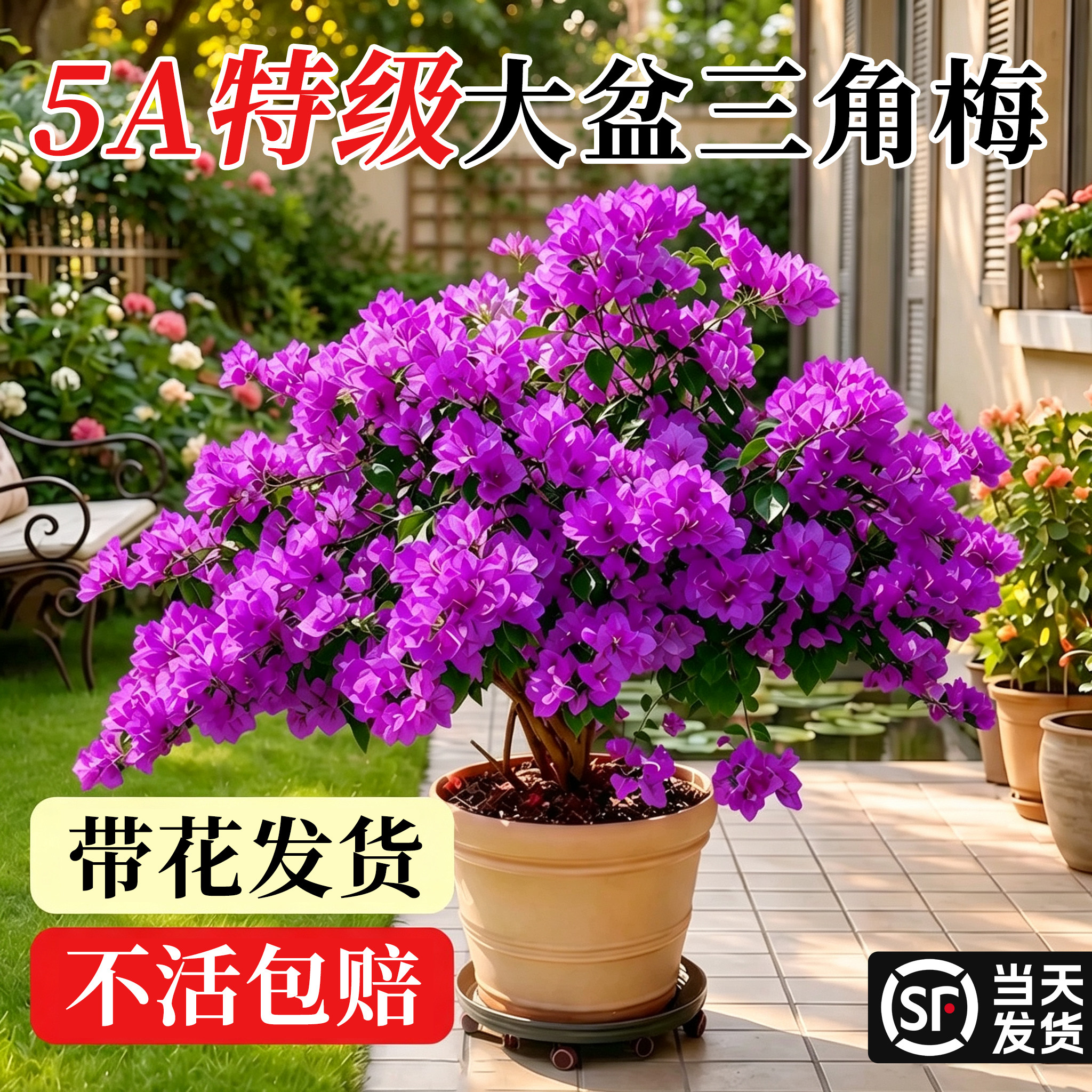 重瓣三角梅盆栽云南紫花卉庭院阳台绿植老桩好养四季开花爬藤植物