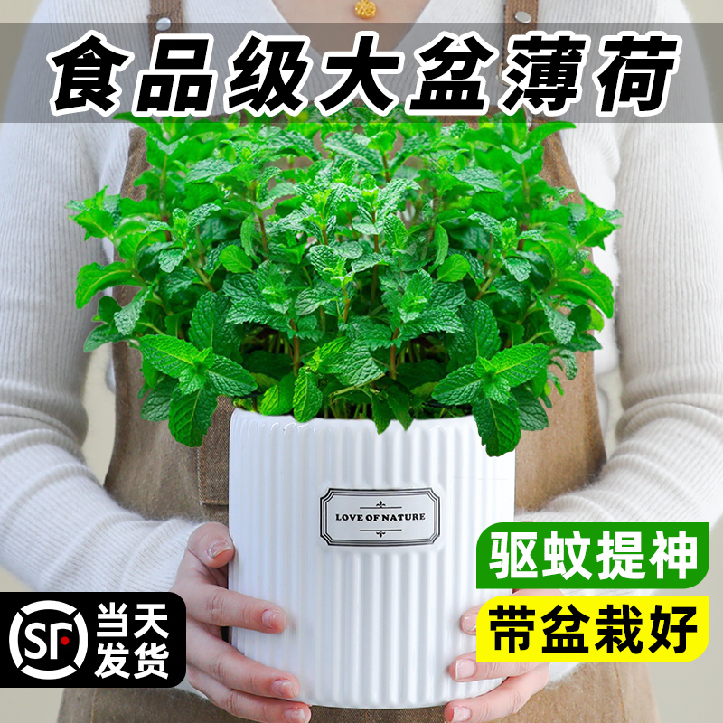 【A级薄荷】大盆好养！可食用！