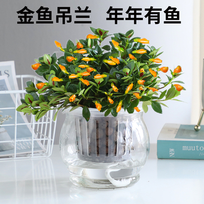 金鱼花吊兰植物花卉盆栽室内好养