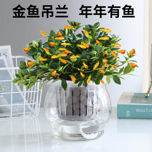 金鱼花吊兰植物花卉盆栽室内好养