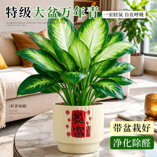 【净化除醛】万年青懒人好养植物