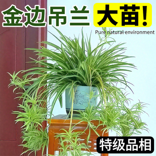 特级大盆金边吊兰盆栽室内客厅绿植物花卉四季 净化空气绿萝好养活