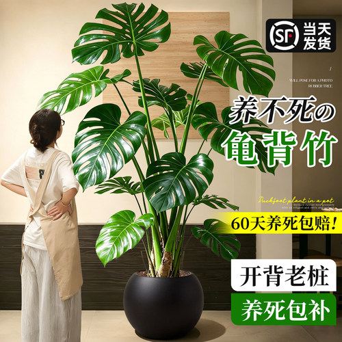 丛生龟背竹大型绿植客厅室内盆栽