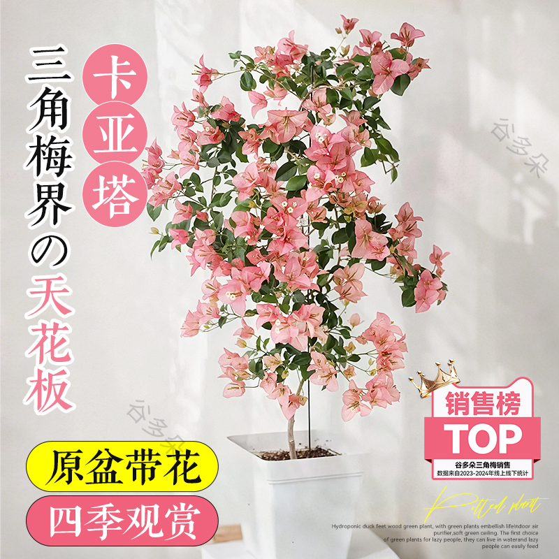 卡亚塔三角梅树苗带花盆栽垂丝老桩重瓣爬藤特大苗阳台四季开花卉