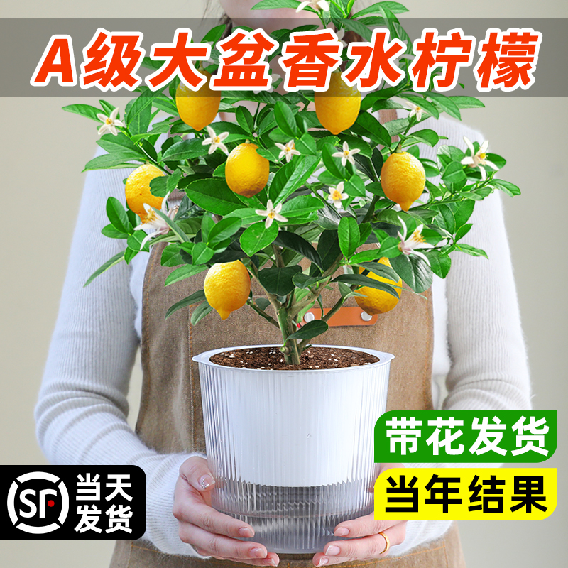 香水柠檬盆栽树苗好养结果可食用