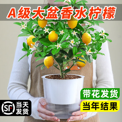 大盆香水柠檬树盆栽可食用水果树苗室内外阳台绿植物四季结果好养