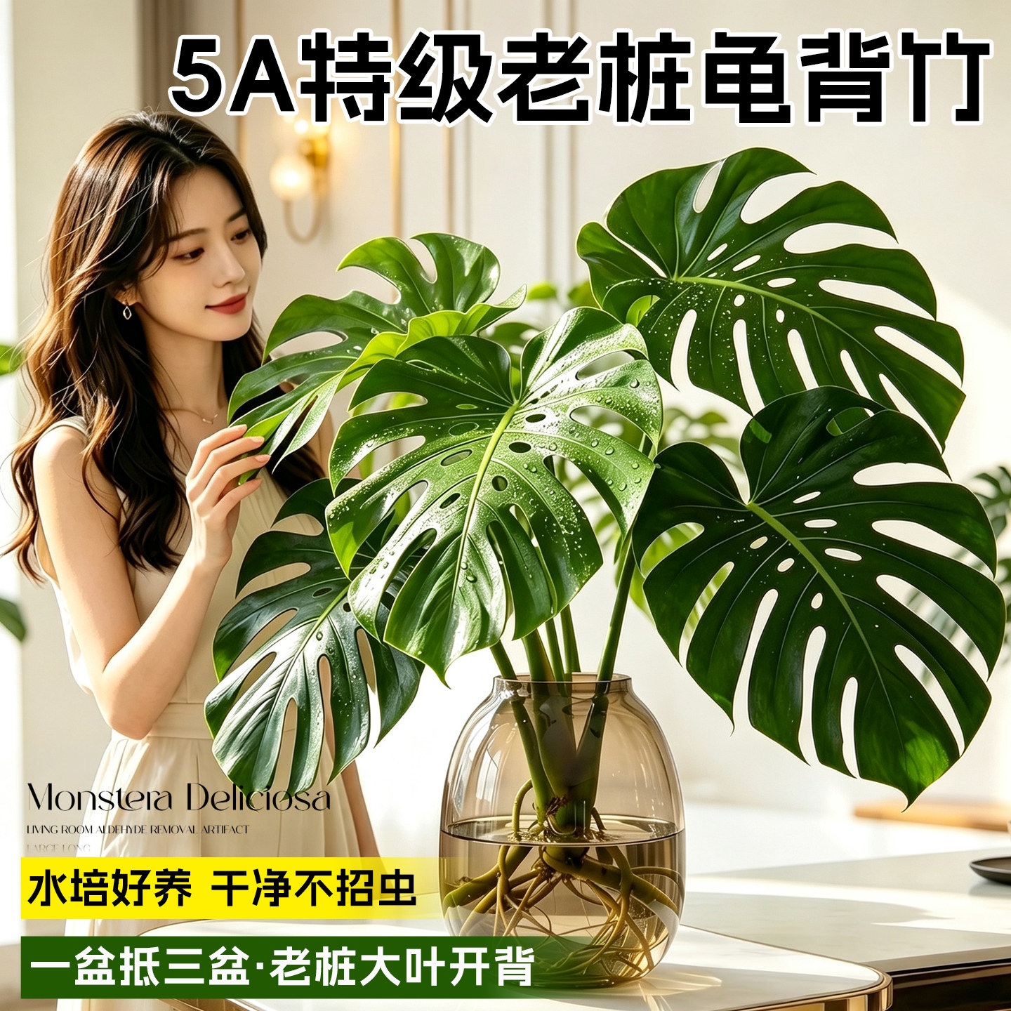 【老桩开背】龟背竹水培耐阴好养图片