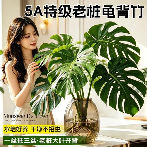 【老桩开背】龟背竹水培耐阴好养