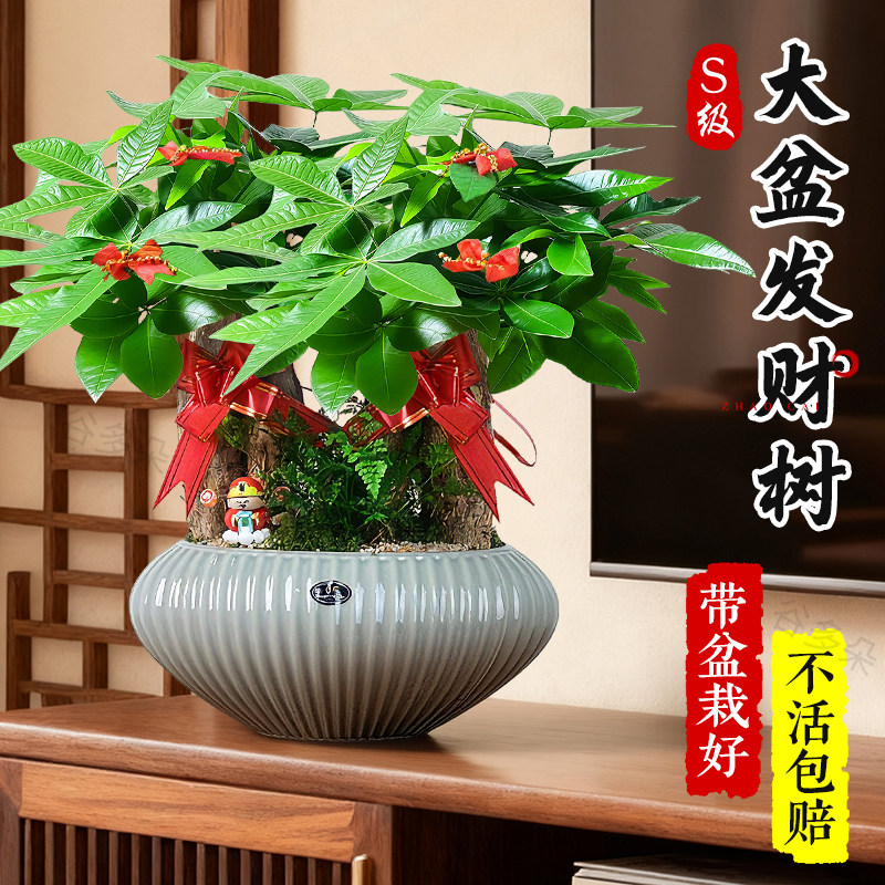 特级大盆三杆发财树绿植盆栽室内客厅开业中式盆景超好养招财植物,鲜花速递/花卉仿真/绿植园艺,绿植,淘宝优惠券,粉丝福利购,淘宝优惠卷