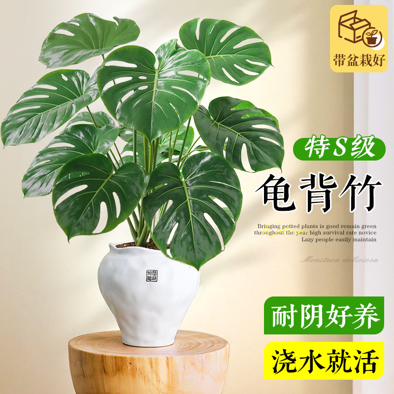 特级开背龟背竹室内客厅好养盆栽