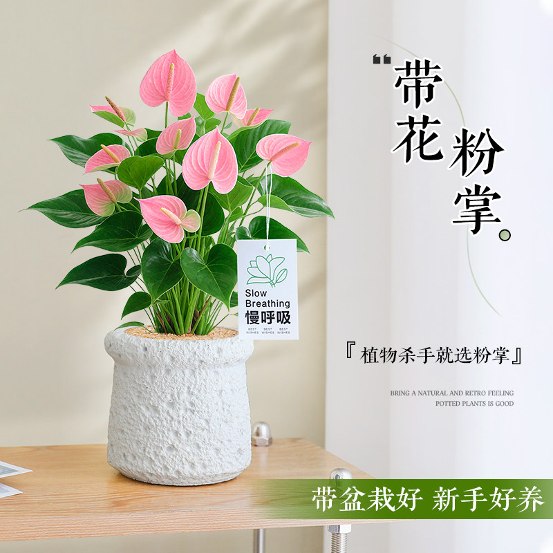桌面小盆栽带花粉掌办公室内摆件绿植物花卉净化空气耐阴四季好养