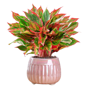 大盆万年红盆栽花卉植物室内美观客厅办公桌面绿植好养鸿运当头