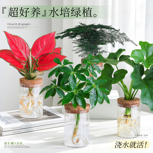 【热销水培植物】净化除醛鸭脚木