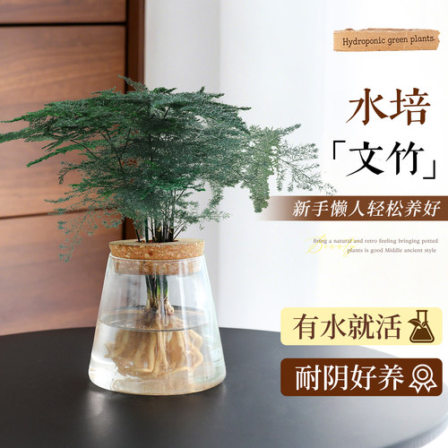 【水培文竹】耐阴好养发财树绿植