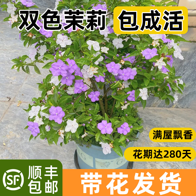 双色茉莉花盆栽鸳鸯茉莉花苗树浓香四季开花虎头茉莉绿植花卉好养