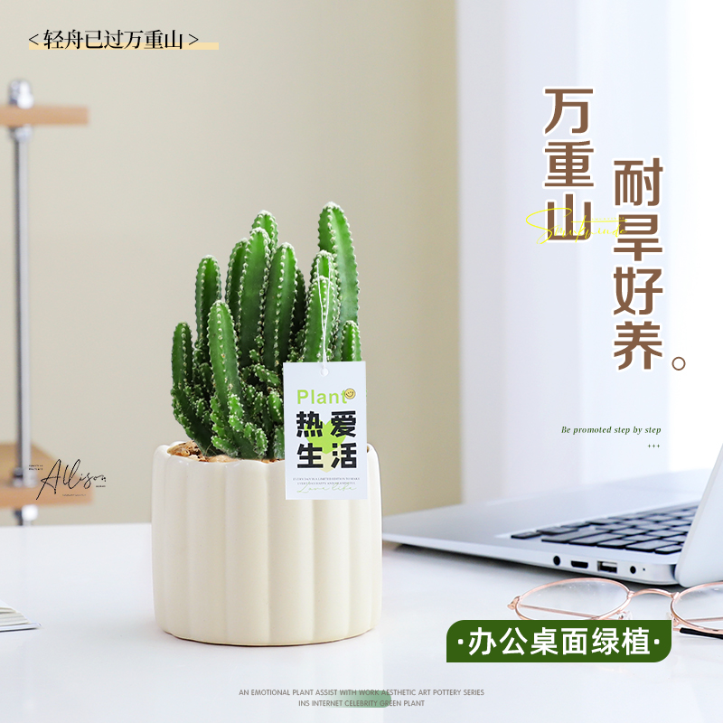 万重山盆栽仙人掌球小绿植多肉