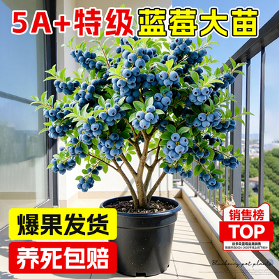 蓝莓树果苗盆栽带果花香蓝莓L25