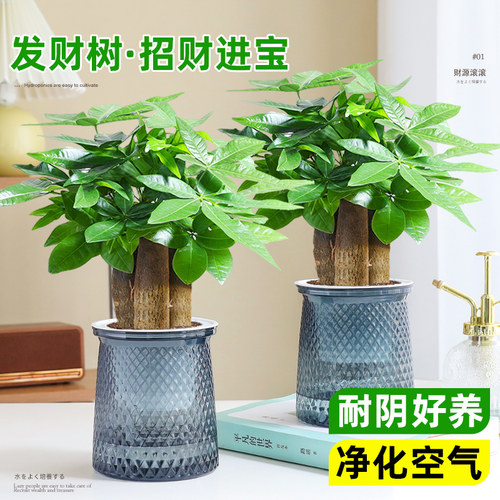 发财树绿植小盆栽客厅办公室好养