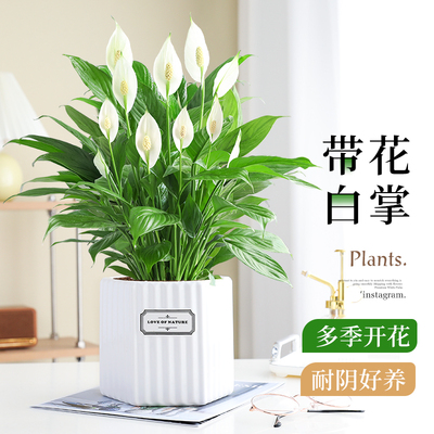特级一帆风顺白掌盆栽室内好养活