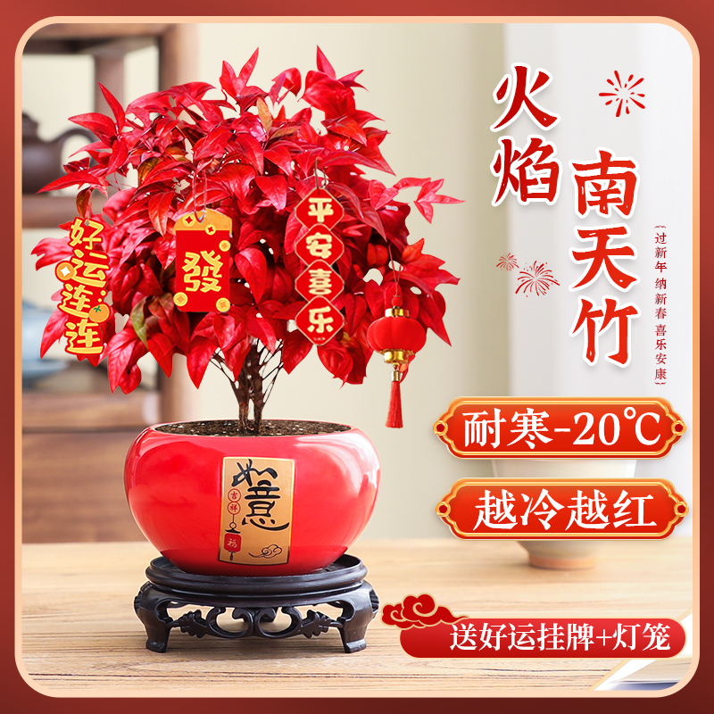 火焰南天竹盆栽耐寒花卉净化空气