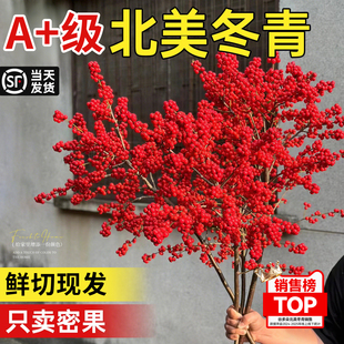 带果北美冬青红果水培鲜切真花盆栽室内客厅桌面年宵花卉耐寒好养