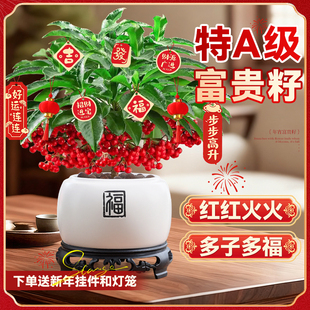 大盆富贵籽盆栽绿植黄金万两带红果室内桌面招财摆件好养年宵花卉