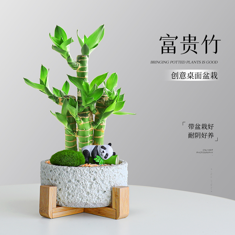 富贵竹盆栽室内办公桌面懒人好养