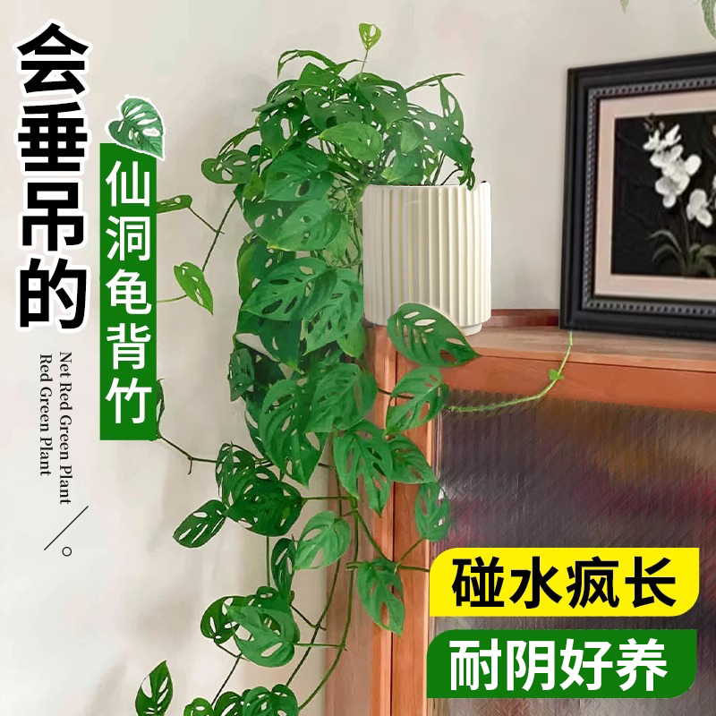 长藤仙洞龟背竹盆栽四季观叶爬藤