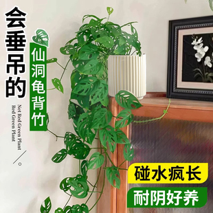 长藤仙洞龟背竹盆栽四季观叶爬藤植物垂吊绿植室内外净化空气好养