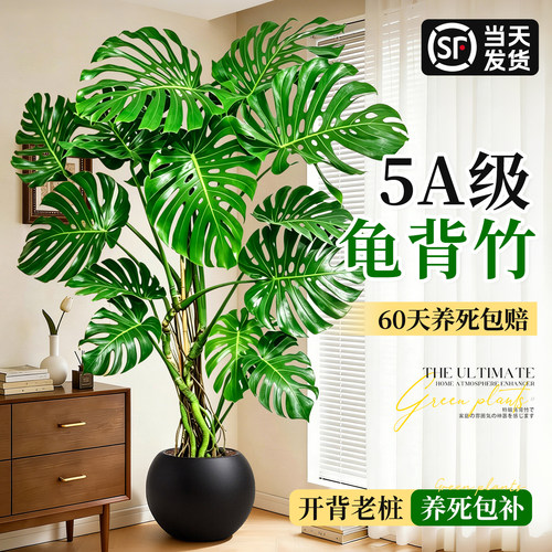 老桩提根龟背竹客厅大盆栽绿植物
