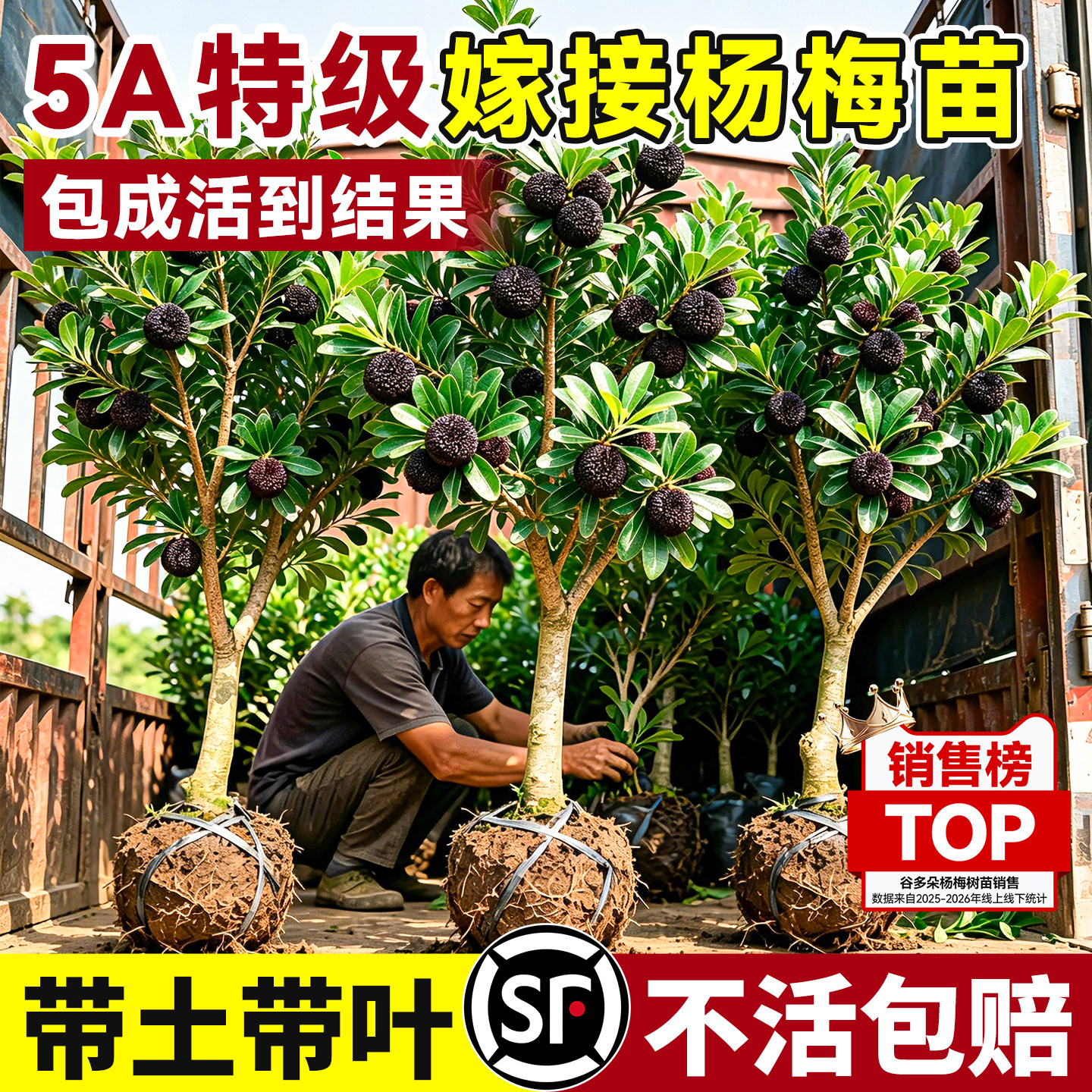 正宗东魁杨梅树苗仙居杨梅树嫁接大苗庭院南北方种植地栽当年结果