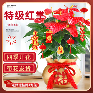 特级红掌盆栽室内桌面绿植耐阴好养白掌鸿运旺宅新年喜庆花卉植物
