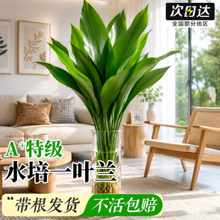一叶兰水培植物盆栽室内无土纯水培好养绿植花卉桌面清新空气大叶
